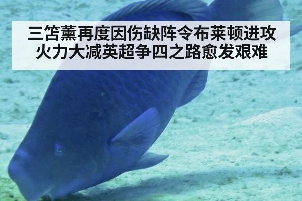 三笘薰再度因伤缺阵令布莱顿进攻火力大减英超争四之路愈发艰难